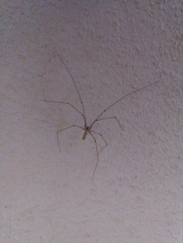 Pholcus phalangioides - dintorni di Roma